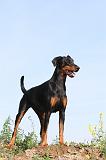 DOBERMANN 659